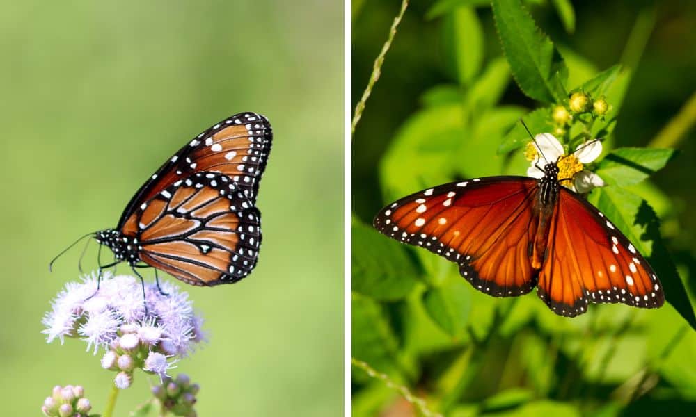 Queen butterflies Texas