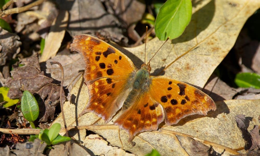 Question mark butterfly Texas