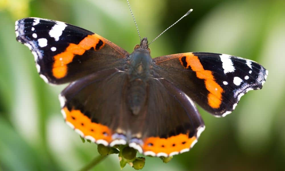 orange and black butterflies
