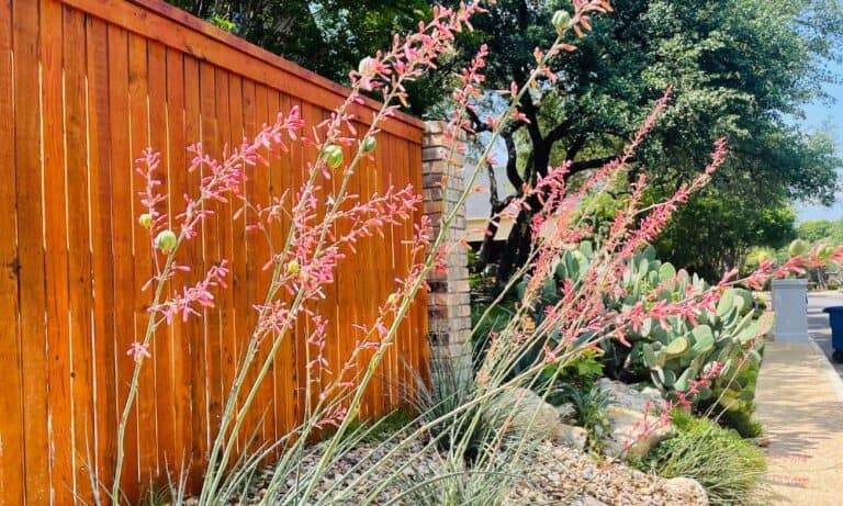 Top 10 Drought Tolerant Perennials For Texas Native Backyards