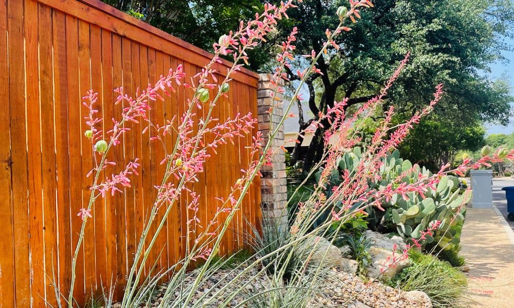 Red Yucca - drought resistant plants for rock garden