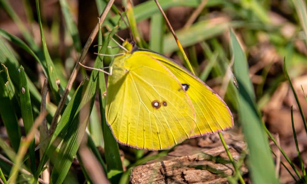 Southern Dogface butterfly