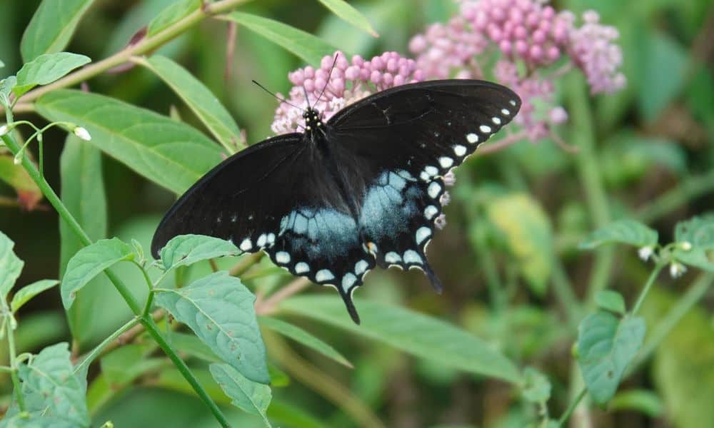 Spicebush Swallowtail