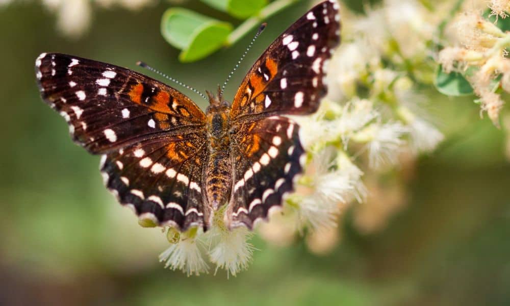 Texas Crescent Butterfly