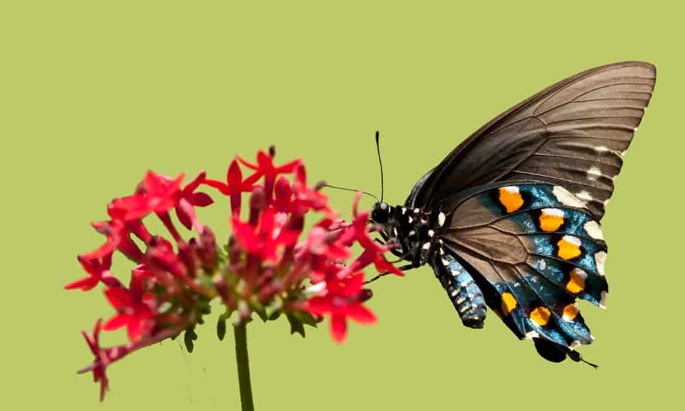 Pipevine swallowtail