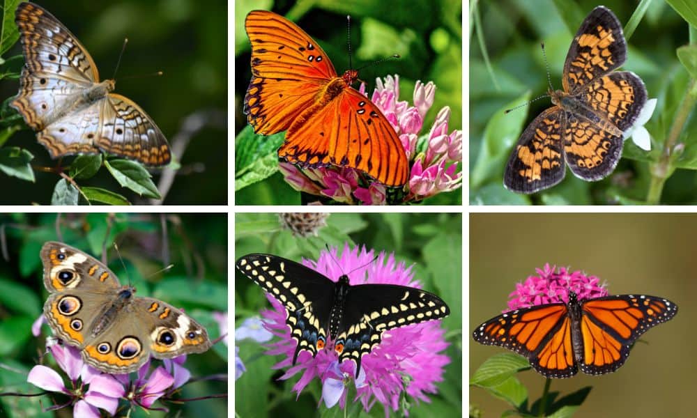 Butterfly Flock, large