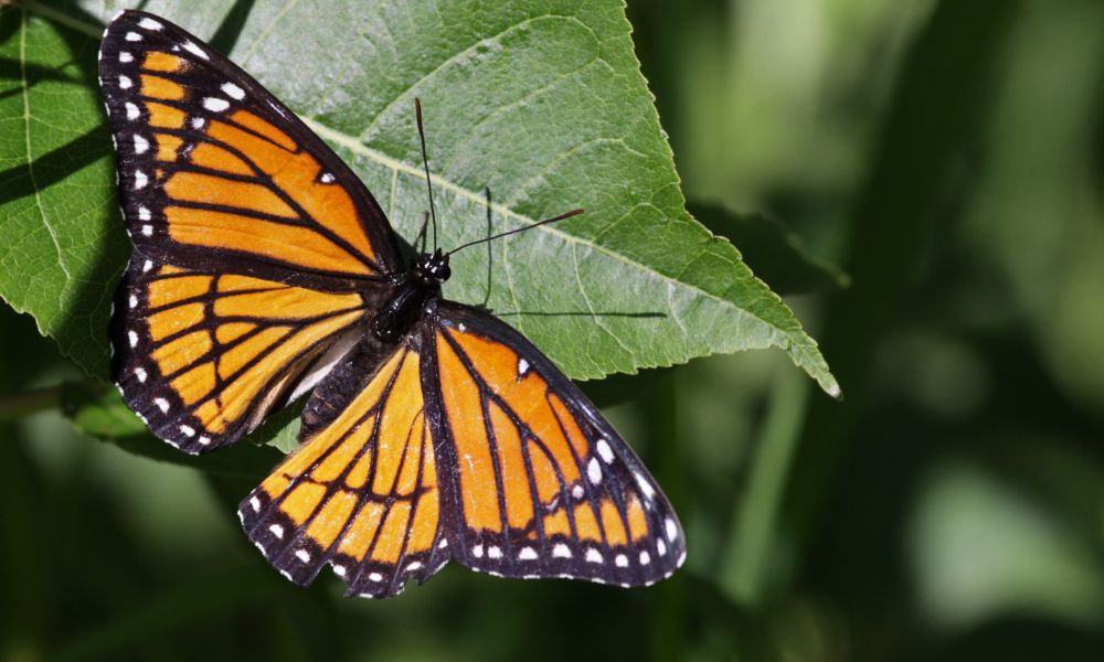 Viceroy butterfly