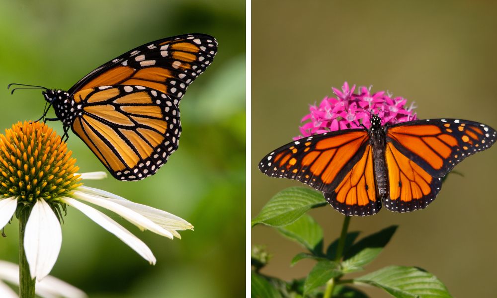 Monarchs in Texas - Texas state butterfly