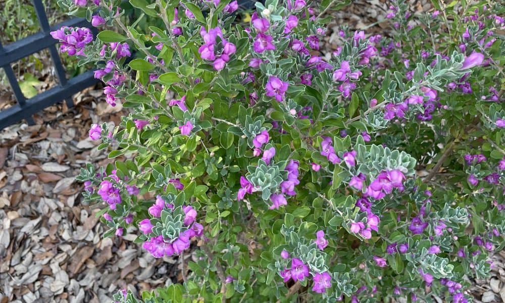 Cenizo flowers drought resistant