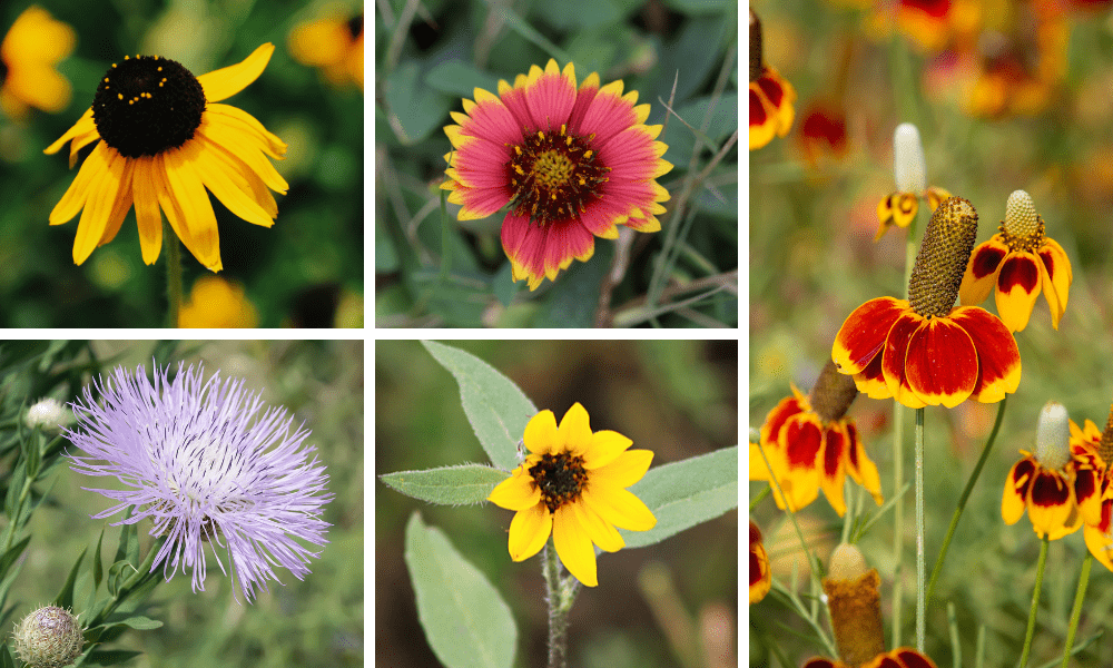 Native annuals that bloom all summer