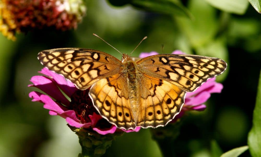 Variegated fritillary butterfly