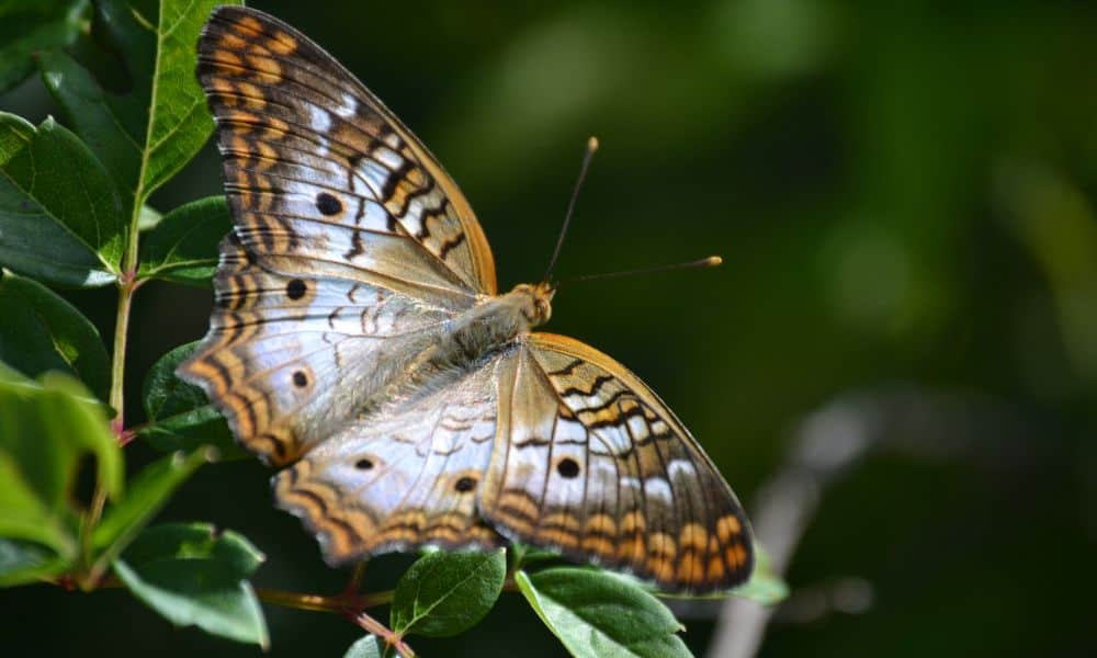 White Peacock butterfly