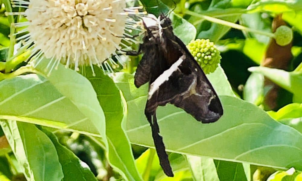 Longtail Texas butterfly