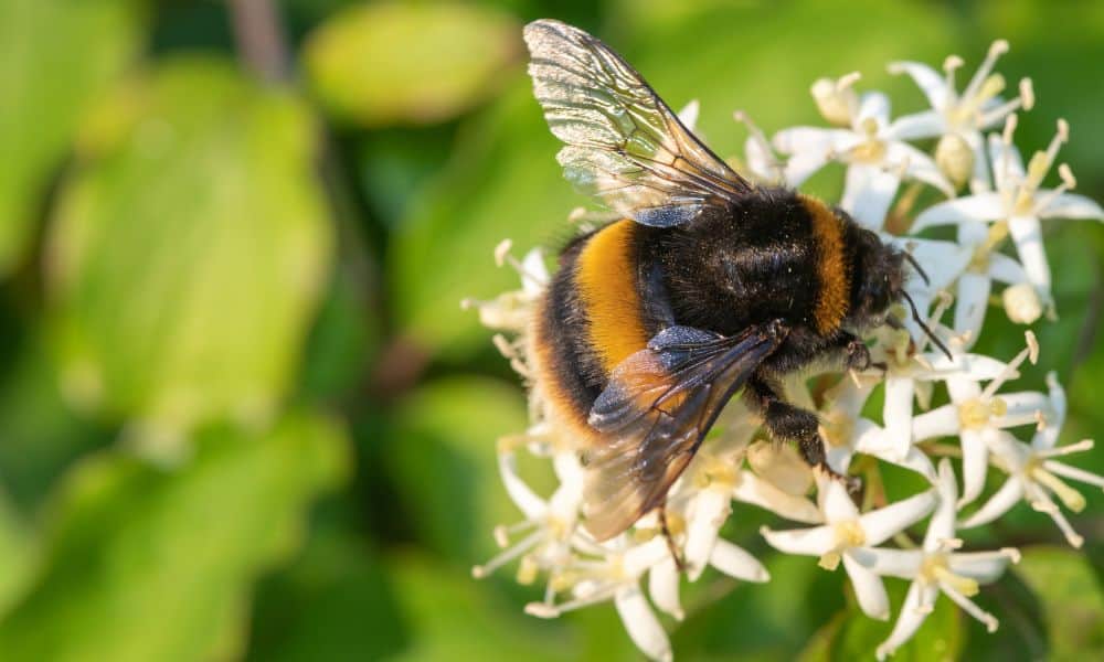Texas bees - Bumblebee