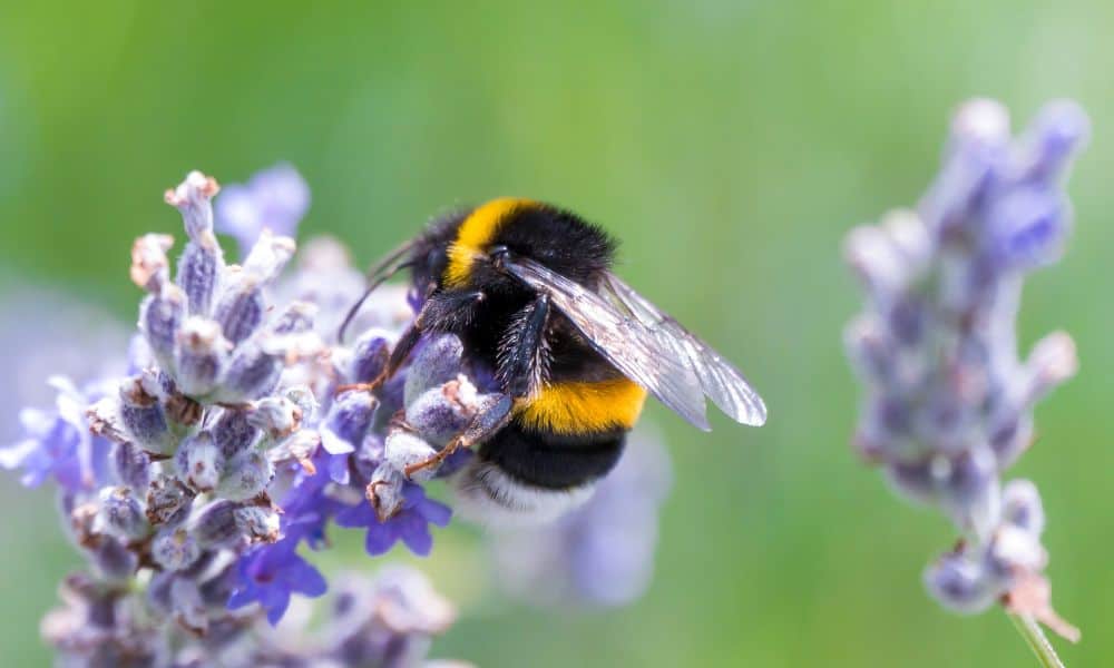 WILD BEES OF TEXAS - Honey & Killer Bees