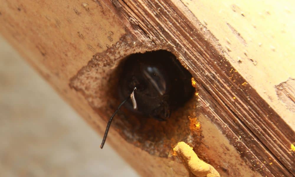 Carpenter bee nest