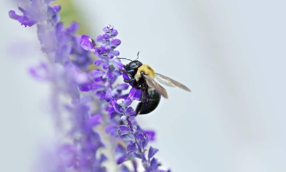 Texas bees - Carpenter bee