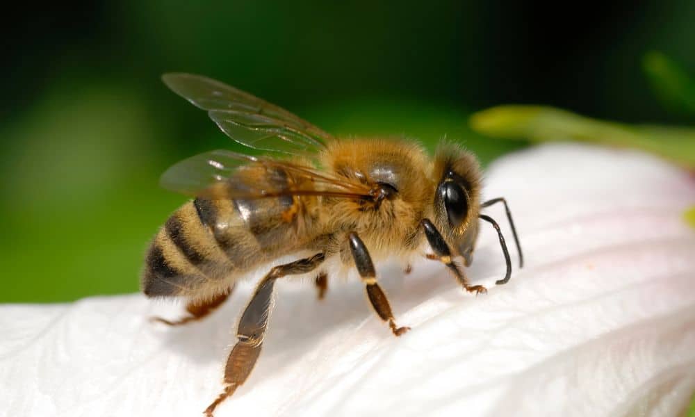 European honeybees