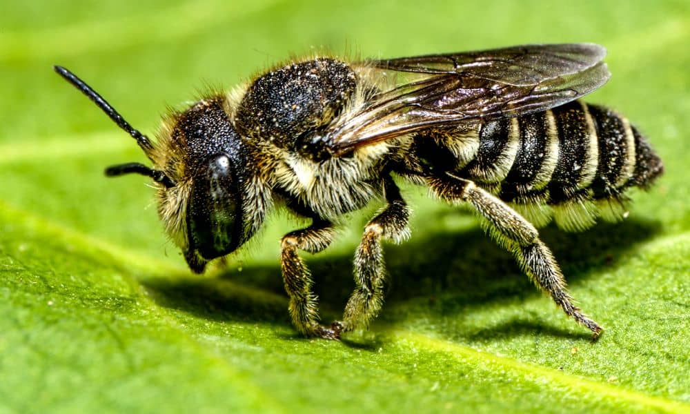 Texas bees - Leafcutter bee