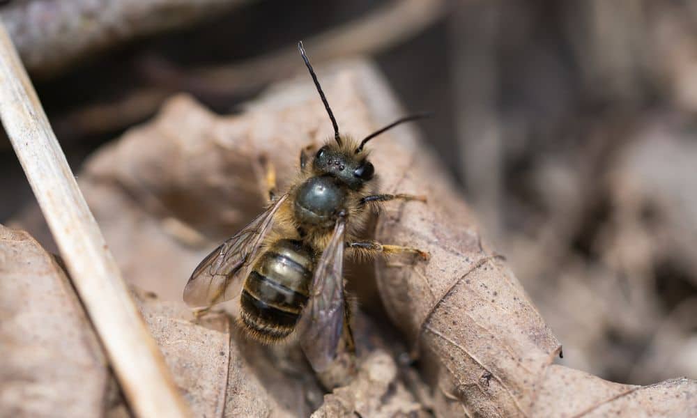 Texas bees - Mason bee
