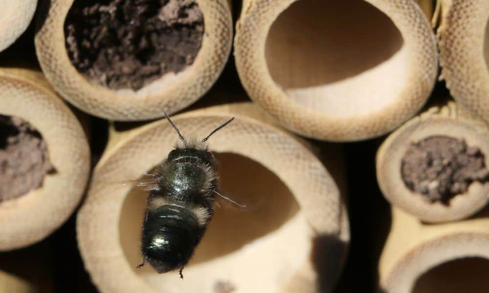 Mason bee hotel