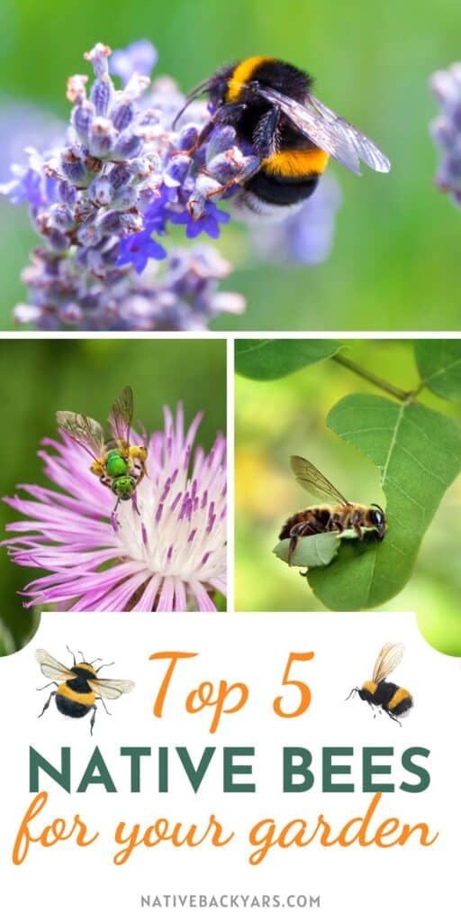 Top 5 Native Texas bees to know! These are some of the best pollinators for your garden.