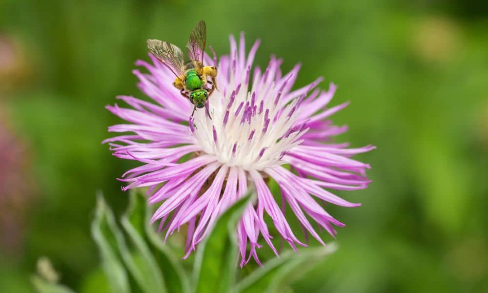 Green sweat bee