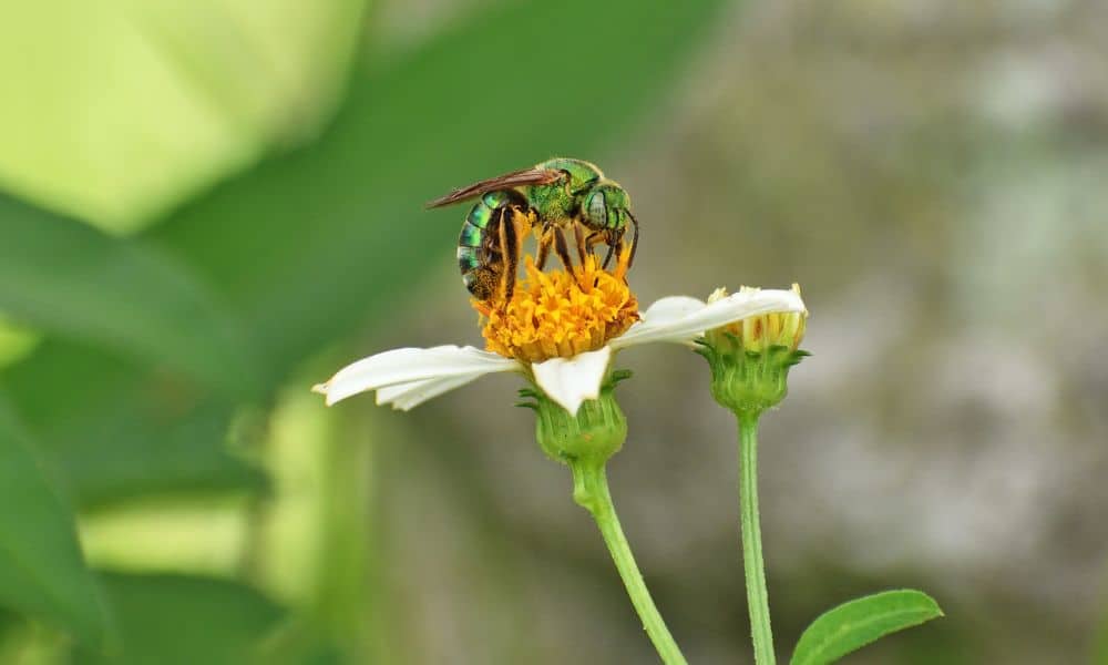 Texas bees - sweat bee