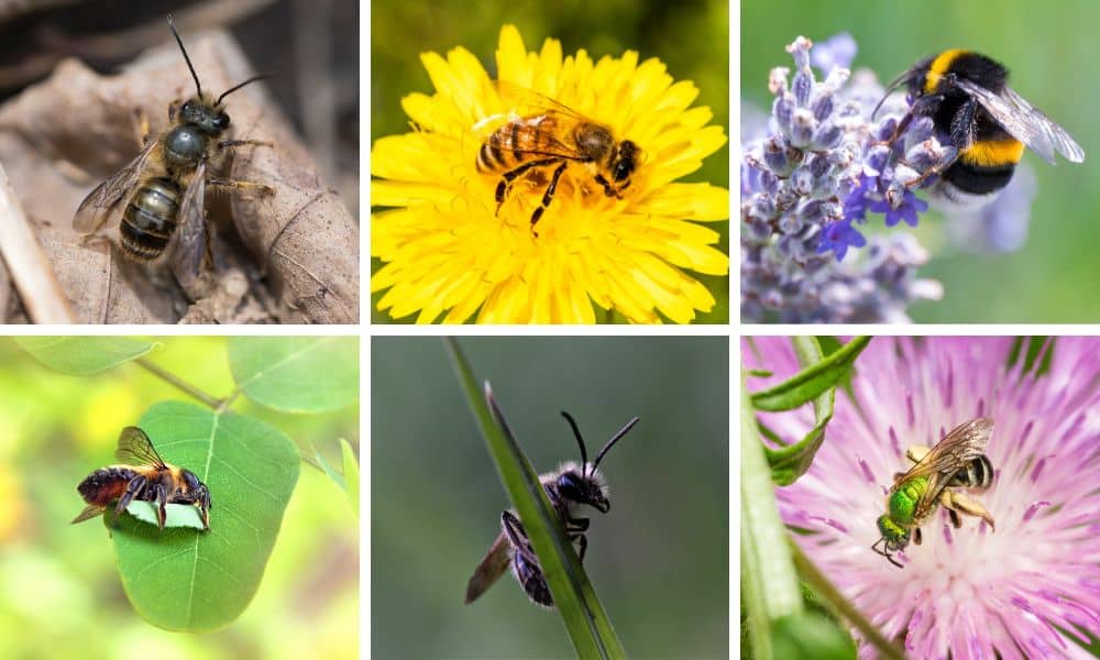 Native Texas bees