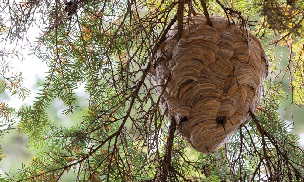 Bald Faced Hornet net