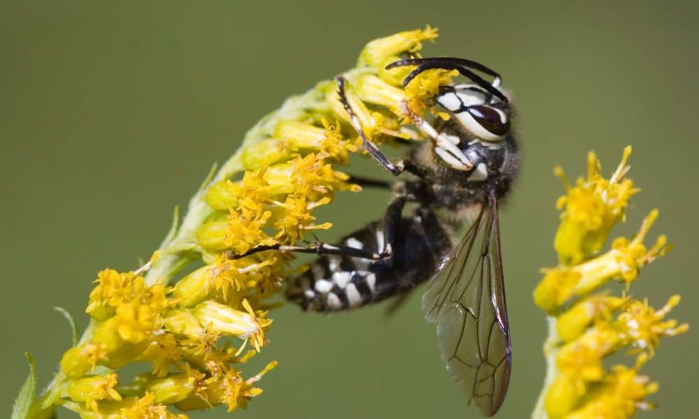 Bald Faced Hornet Texas