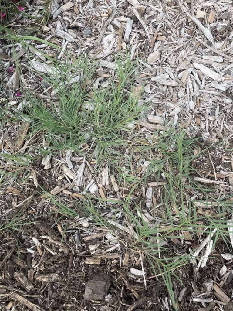 Bermuda Grass invasive