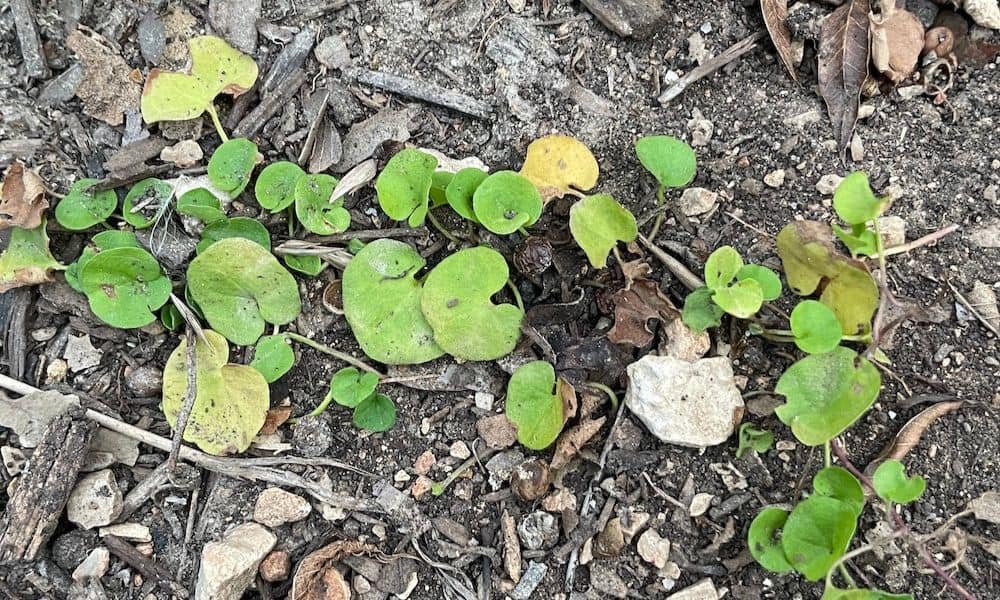 Texas Dichondra ponyfoot