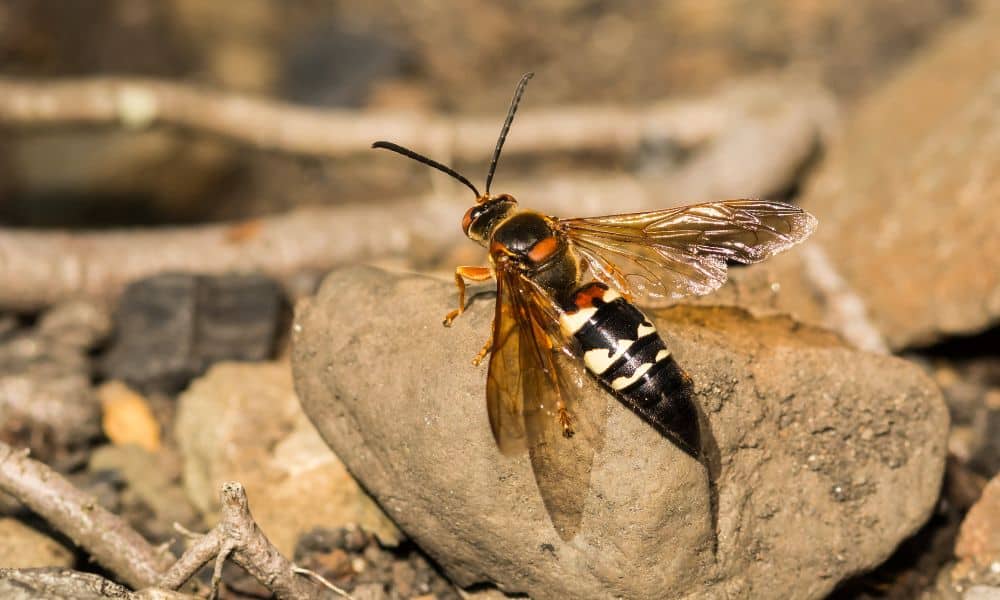 Cicada Killers Texas