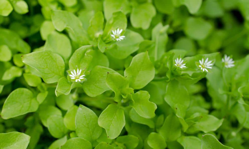 Chickweed invasive species