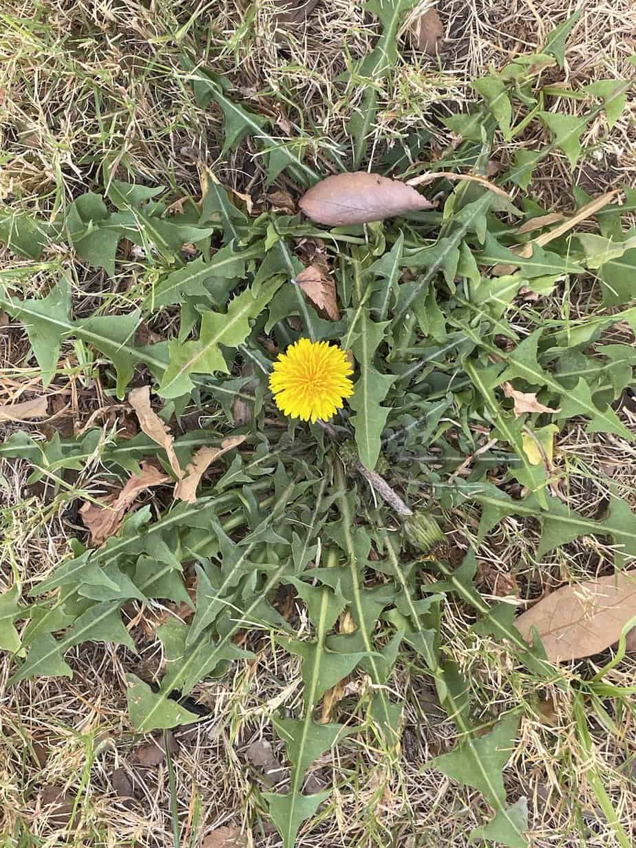 Dandelion in Texas