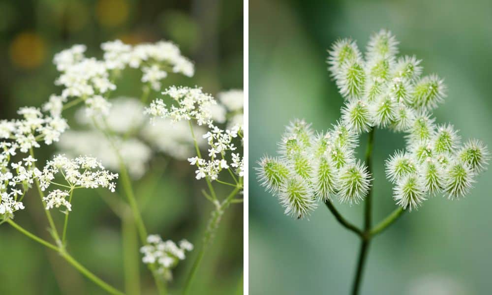 Sticky seeds on Hedge Parsley