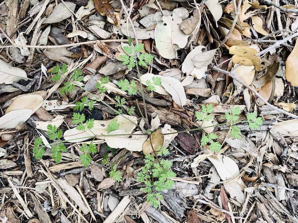 Hedge Parsley weed in Texas