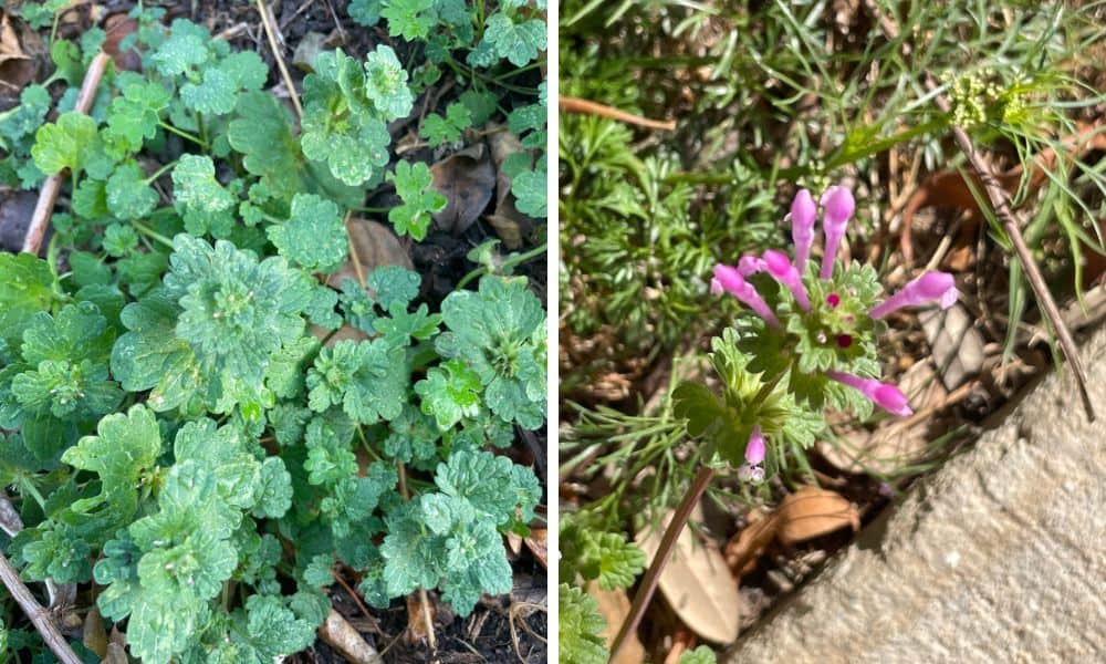 Henbit blooms
