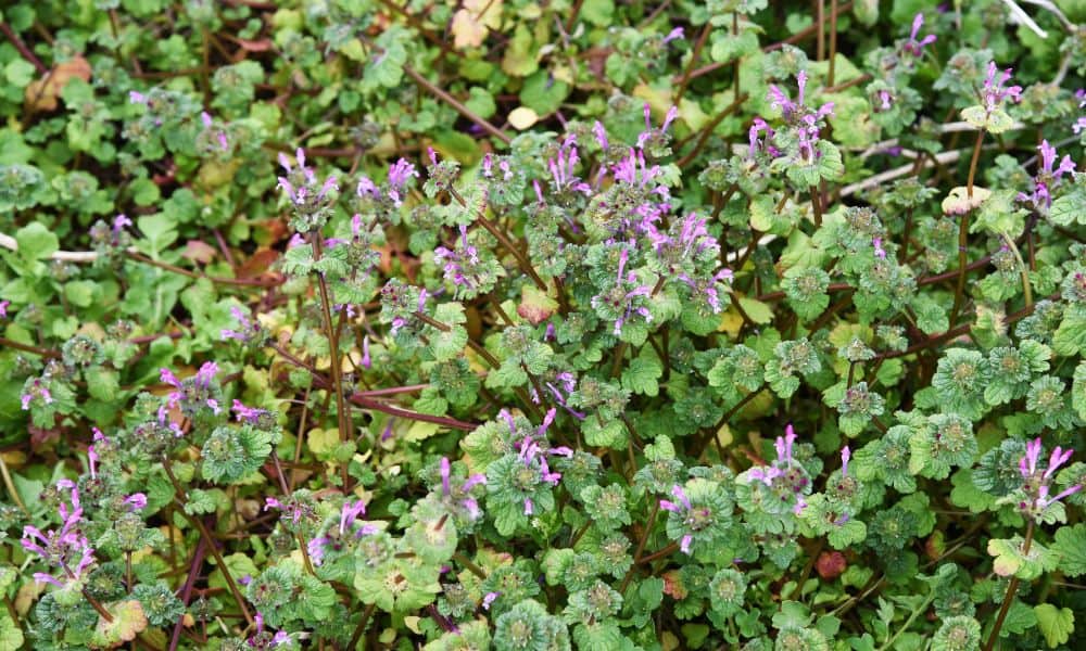 Henbit Texas weeds