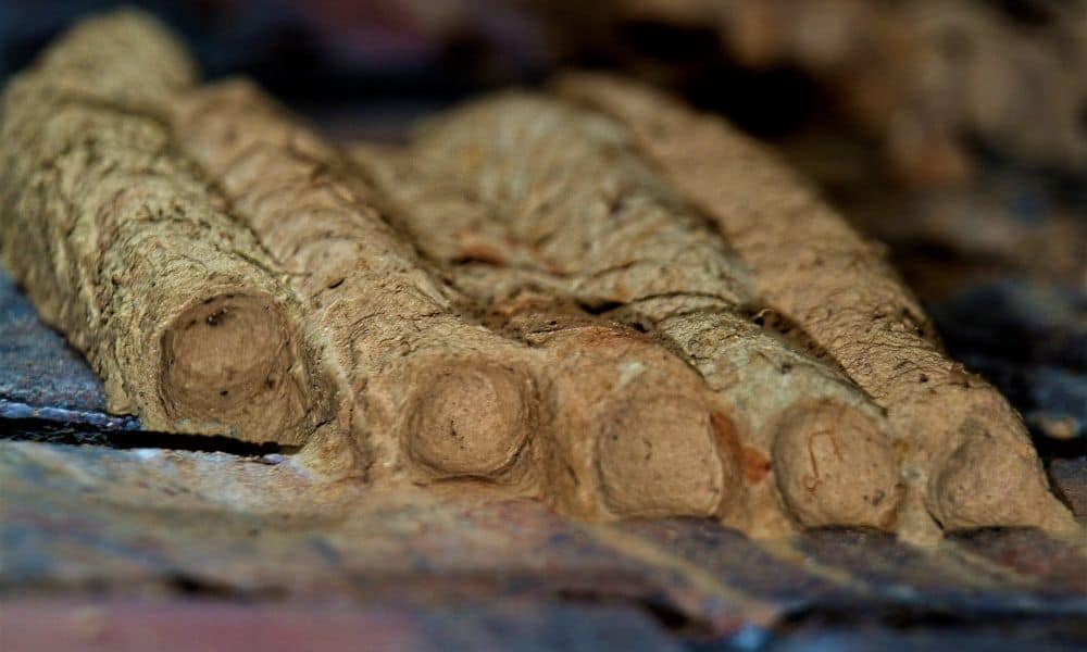 Mud Dauber Nest Texas