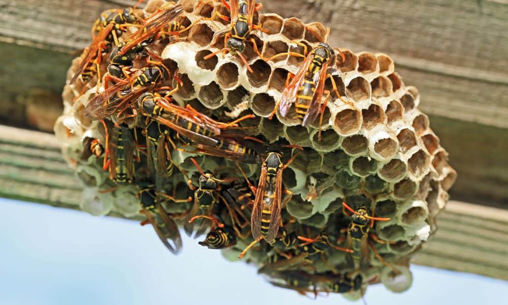 Texas paper wasp nest
