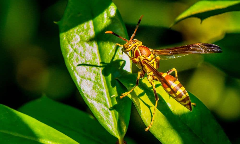 Texas paper wasp