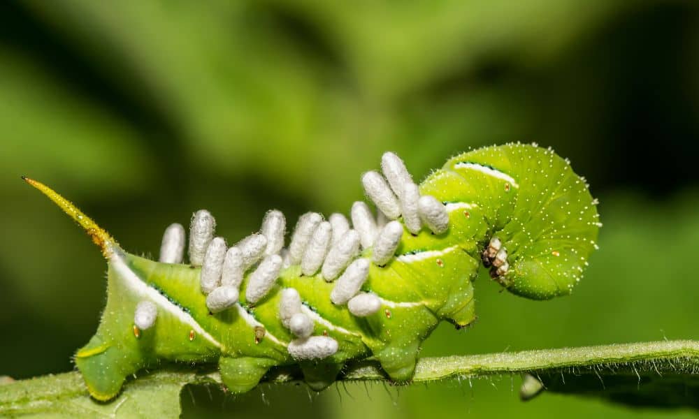 Wasp larvae on caterpillar