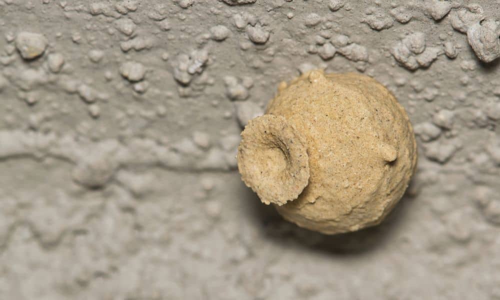 Potter wasp nest