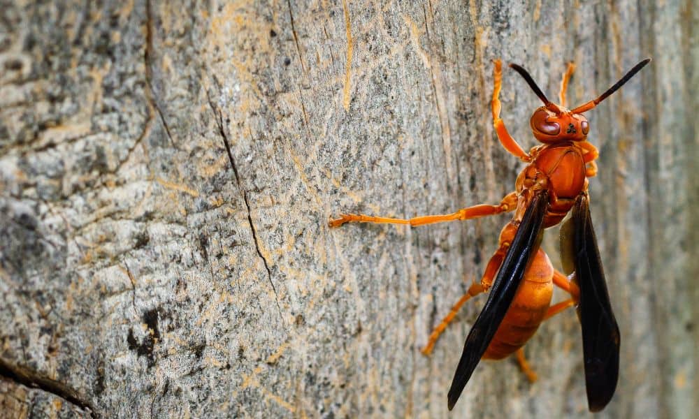 red paper wasp texas