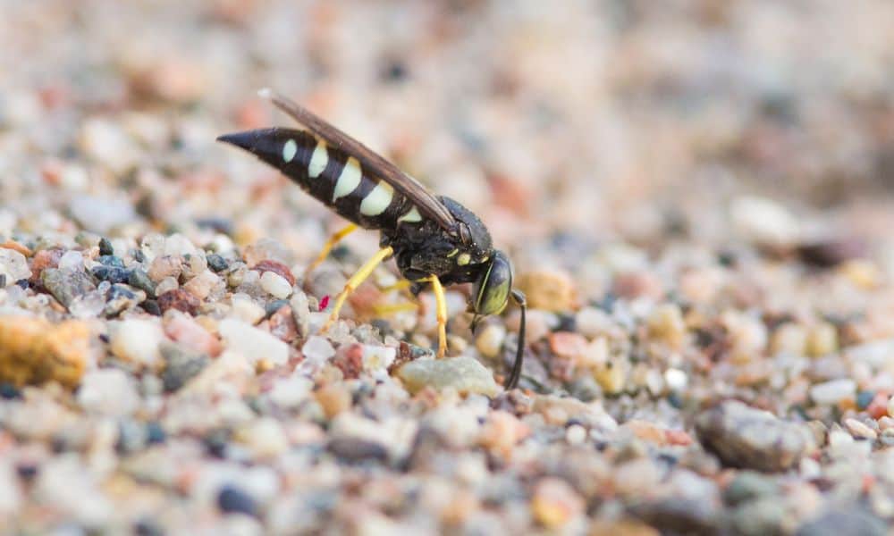 Sand Wasp Texas
