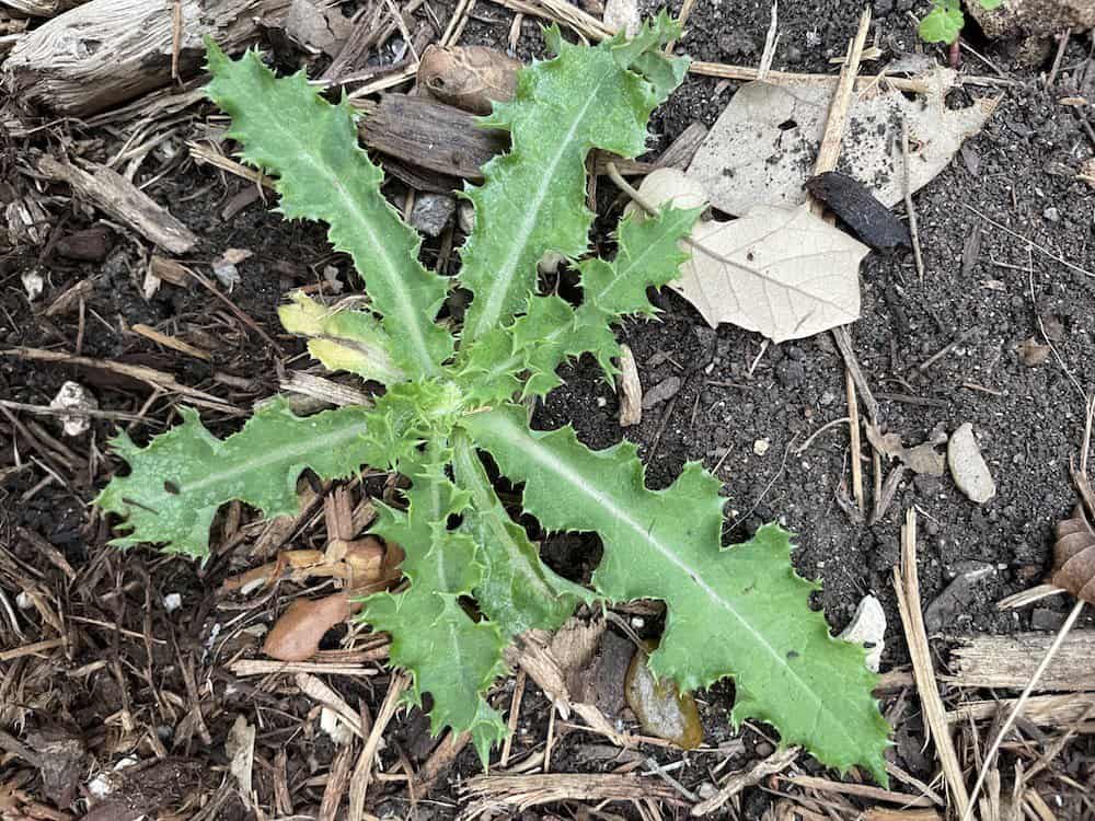 Prickly Sow Thistle