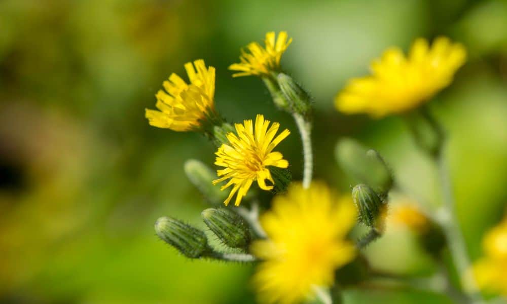 Sow Thistle blooms