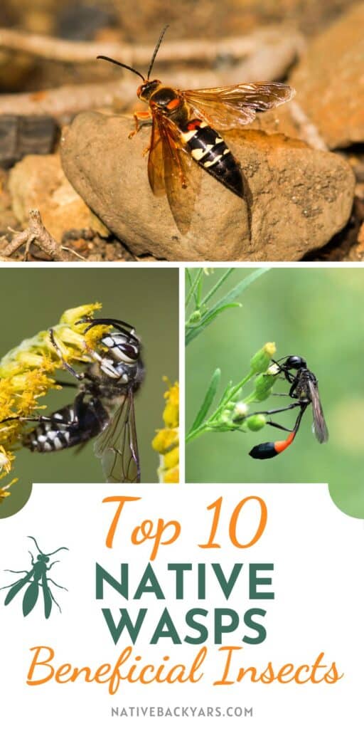Types of wasps in Texas